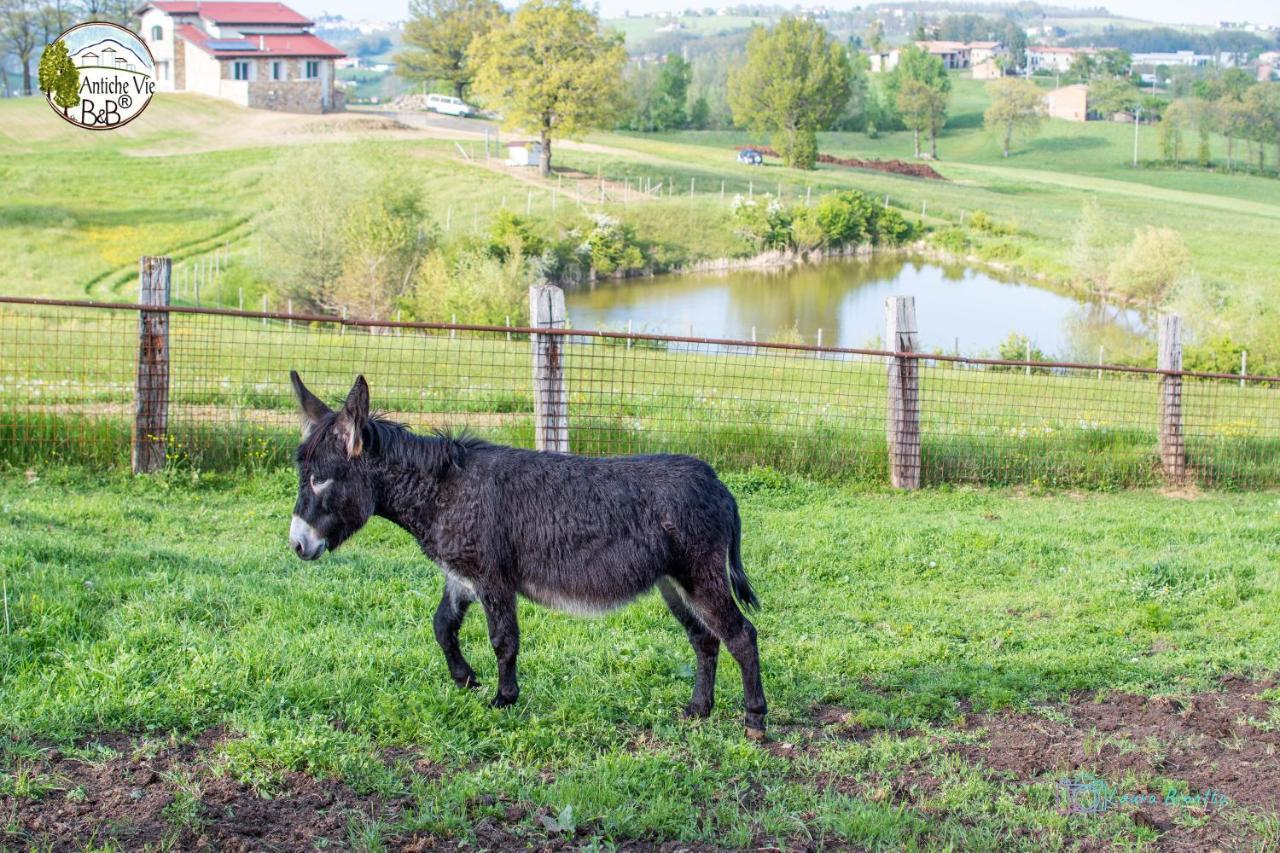 Antiche Vie B&B Serramazzoni Zewnętrze zdjęcie
